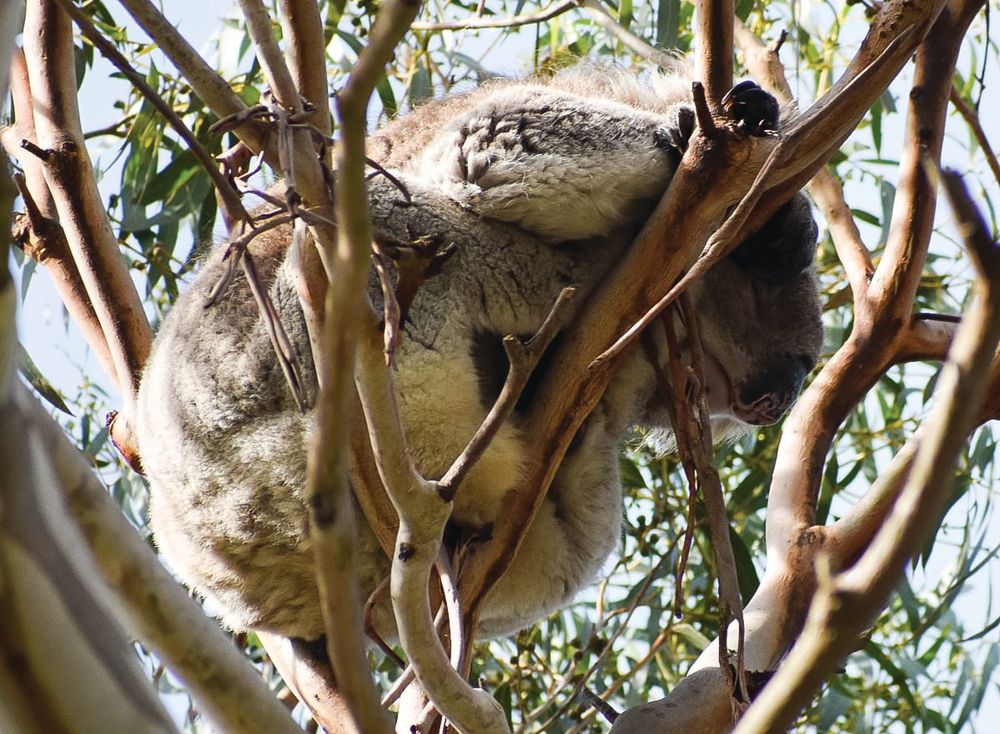 A koala there in Teddy Bear Lane post image