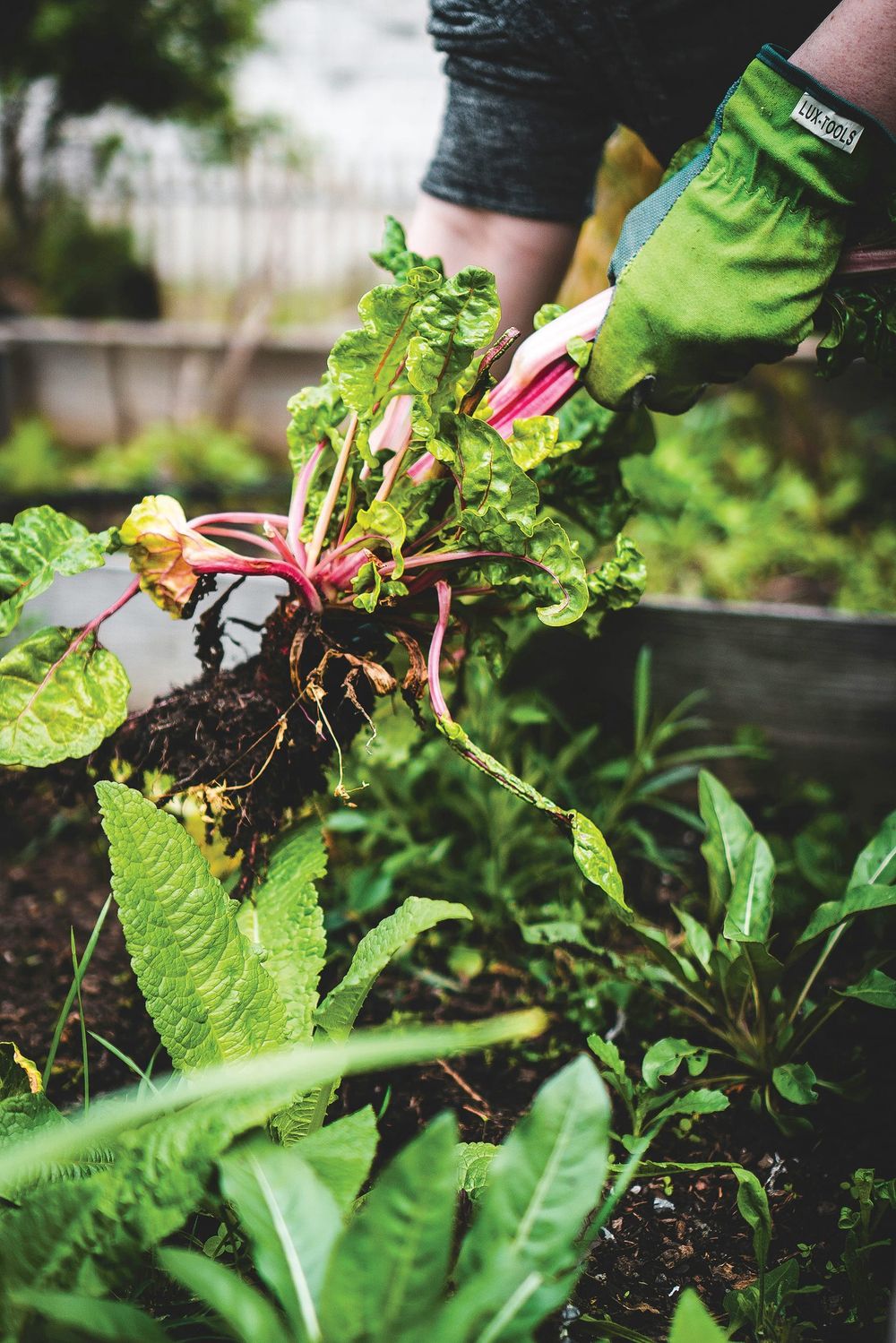 Australian edible garden workshop post image
