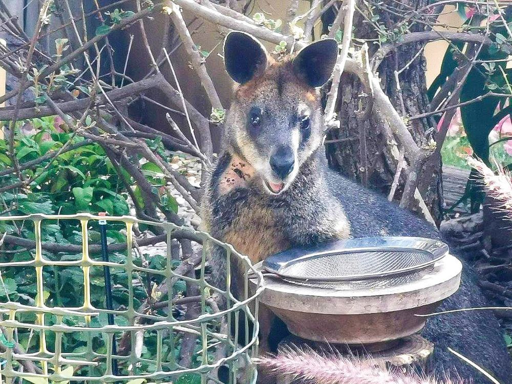 Concerns for dog attacks on wildlife post image