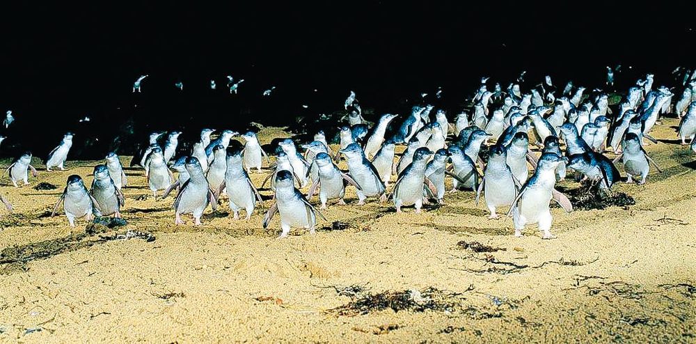 Record-breaking penguin crossing post image