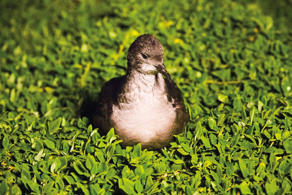 A welcome return for shearwaters post image