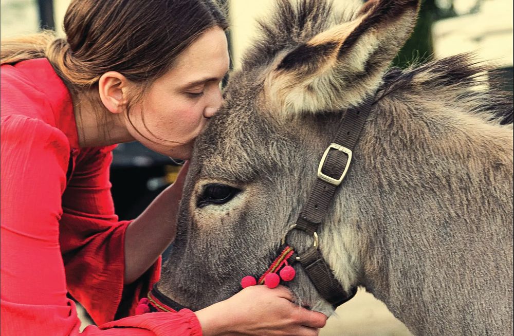 Oscar nominated donkey tale post image