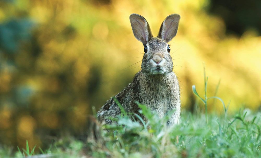Not so “adorable” rabbits post image