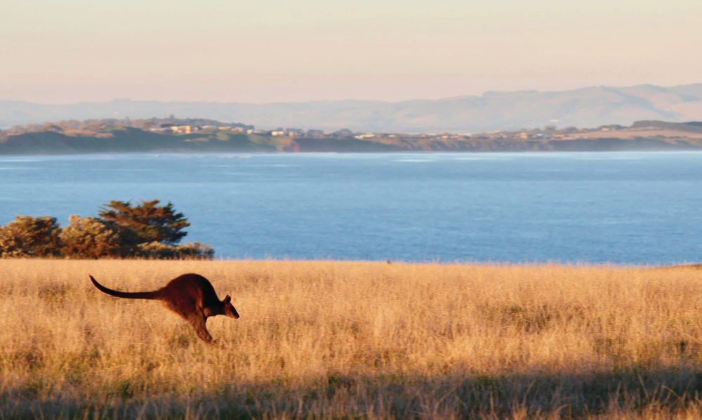 It's not just humans; wildlife also impacting the island post image