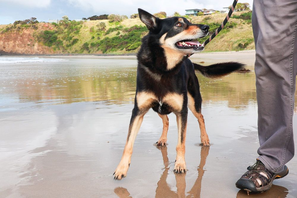 Summer parking and dog fines released post image
