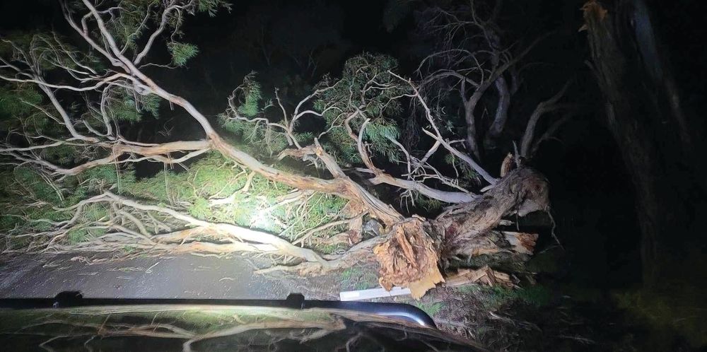 Local 'legend' clears fallen trees at night during wild storm post image