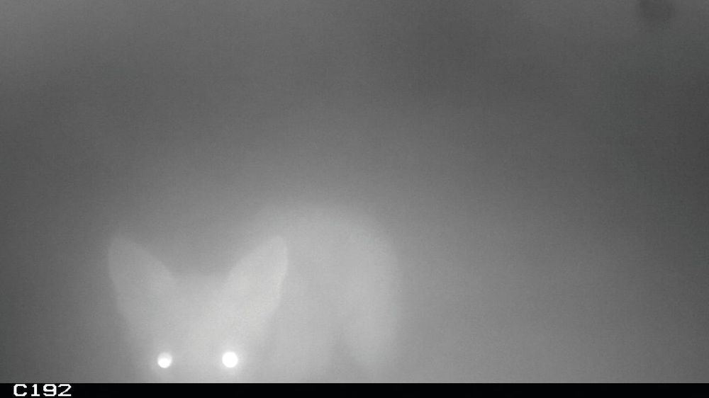 Fox hunt continues post image
