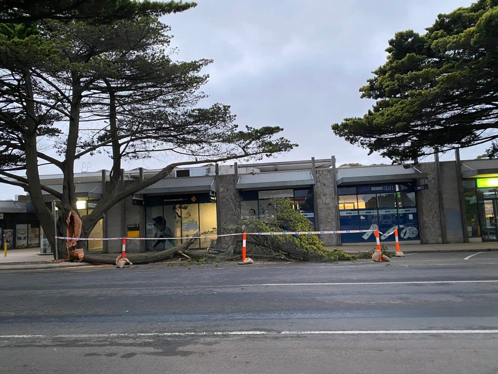 Ripped off – delivery truck damages historic golden cypress post image