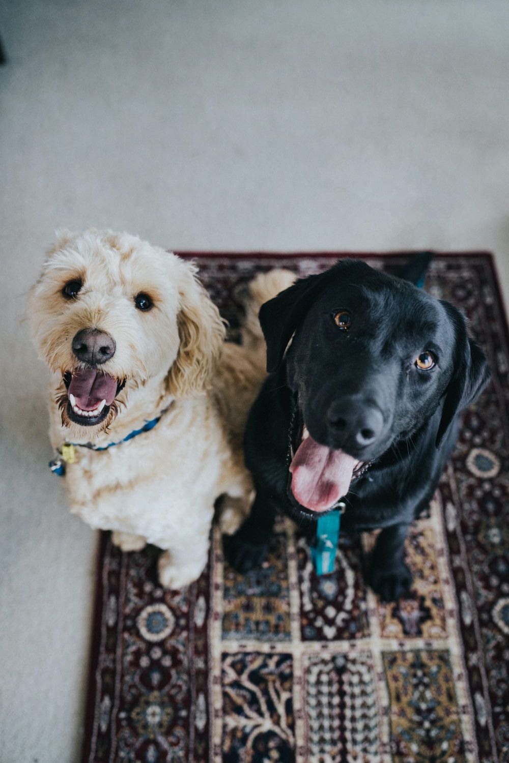More dog off-leash areas supported post image