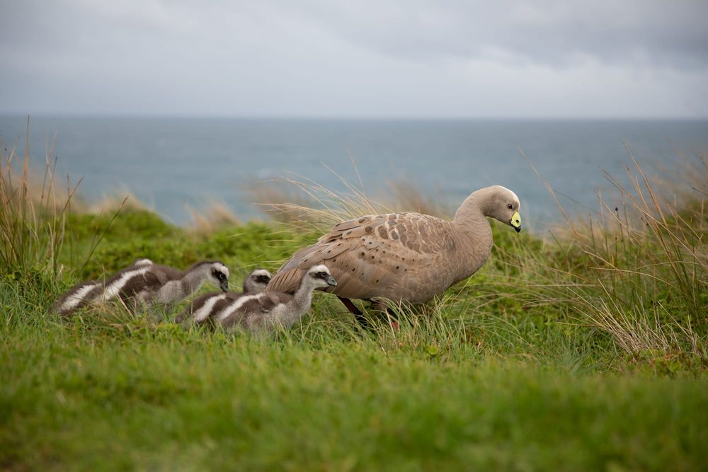 How to manage "abundant" wildlife? post image