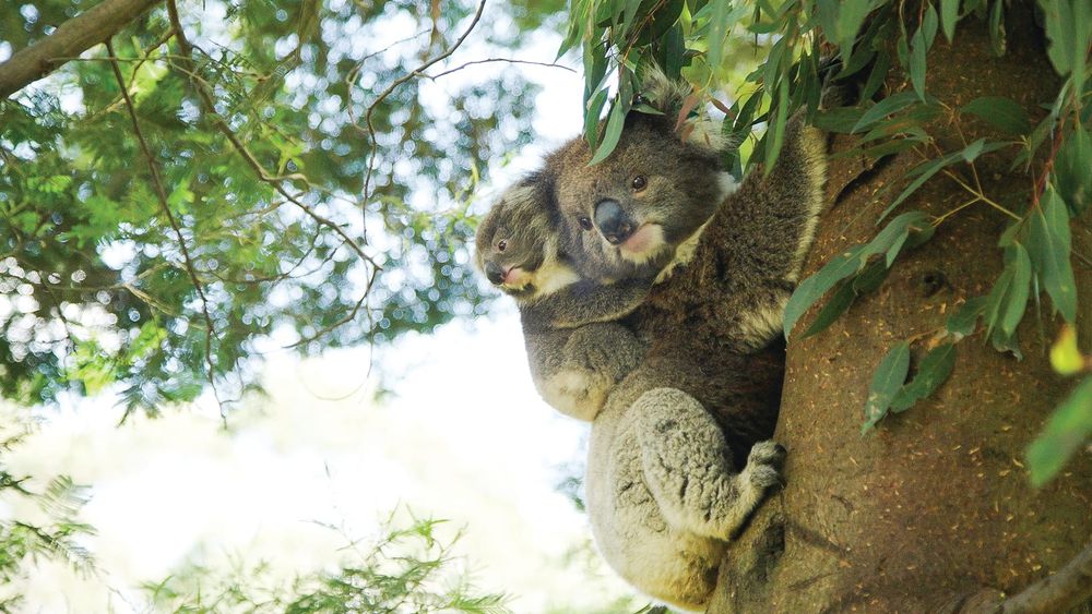 Friends of the Koalas update post image