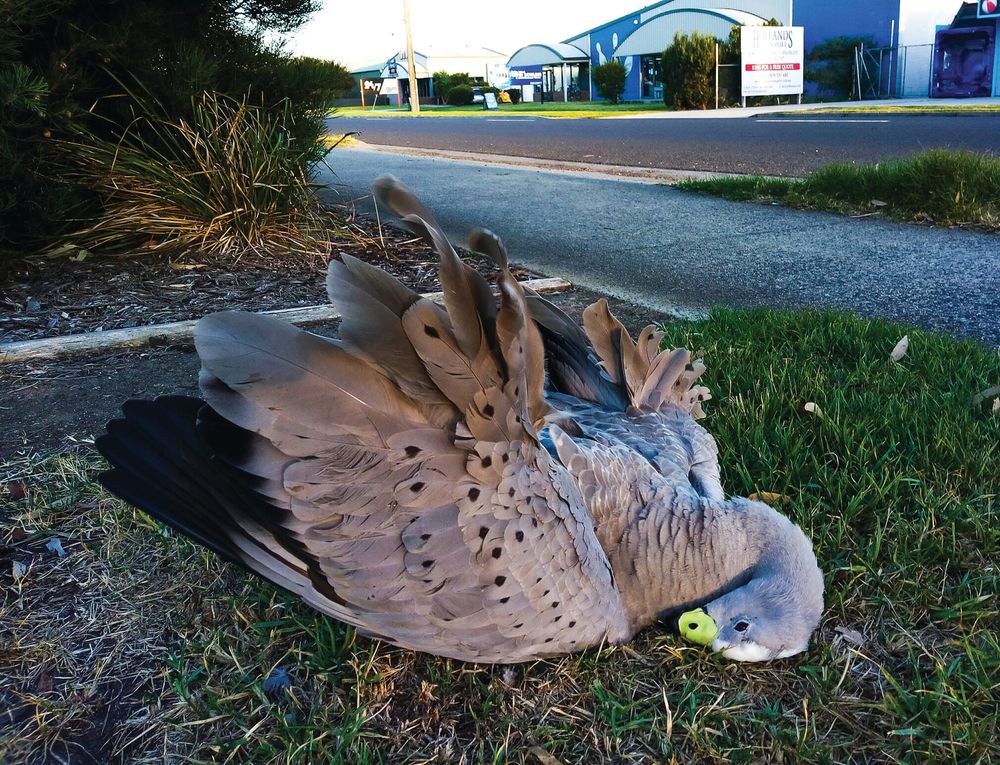 Island wildlife feeling the squeeze post image