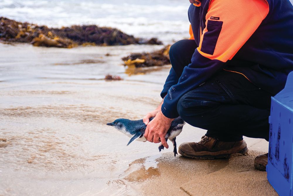 A happy ending for penguin rescue story post image