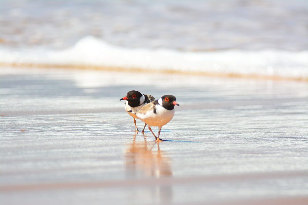 Summer by the Sea back for the school holidays post image