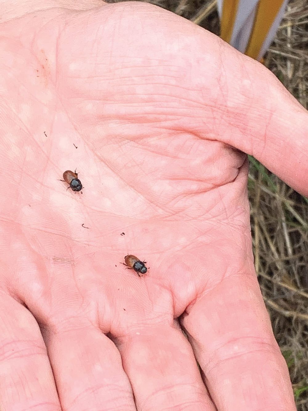 Let’s talk about science – and Dung Beetles! post image