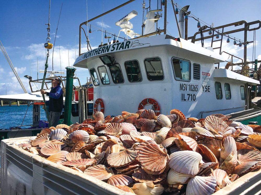Scallop boom on the way: quota lifted post image