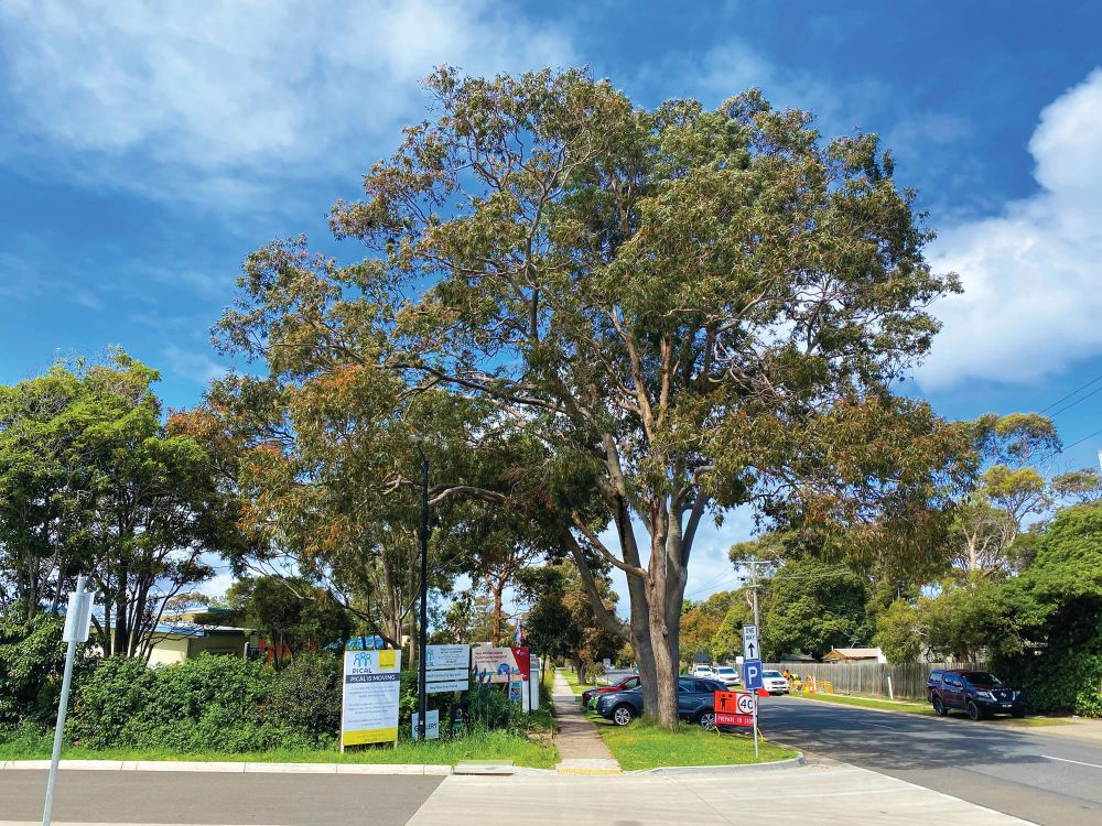 Battle to save big gums post image