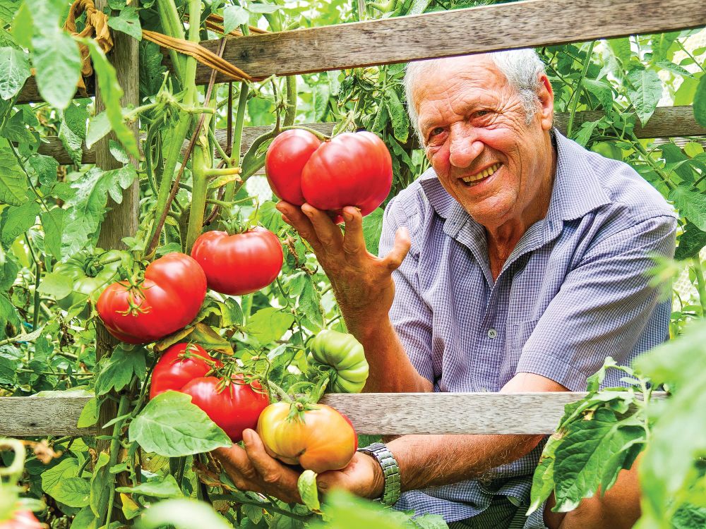 That’s one hearty tomato! post image