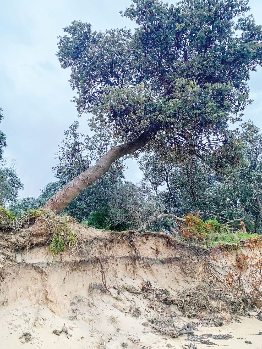 Falling tree “risk to life” warning at Silverleaves post image