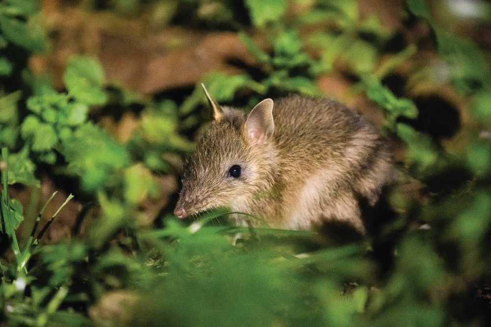 Eastern Barred Bandicoot celebrates wild anniversary post image