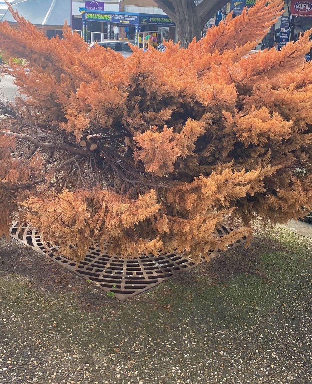 Golden Cypress gone post image
