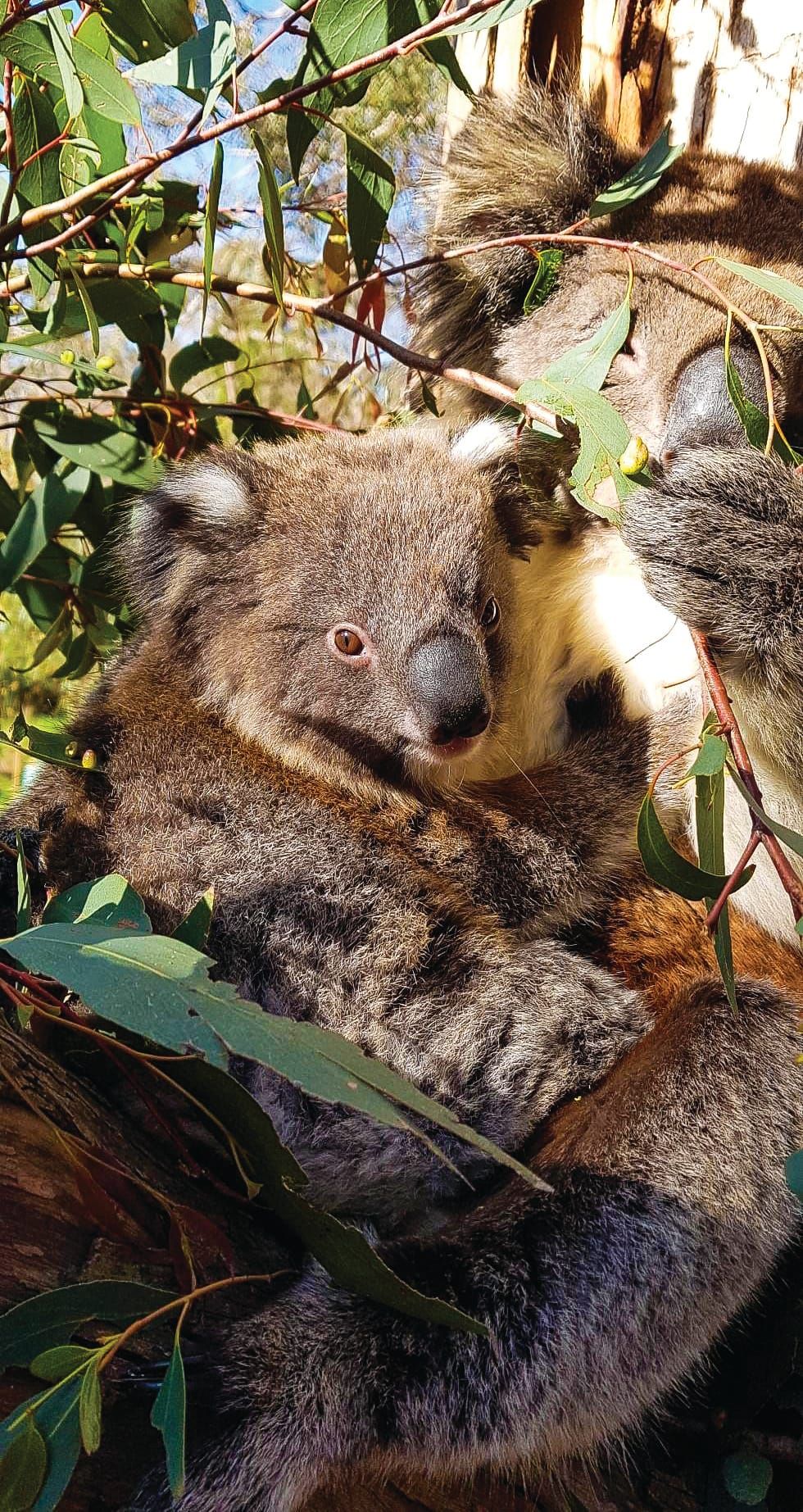 Phillip Island koalas’ future bleak post image