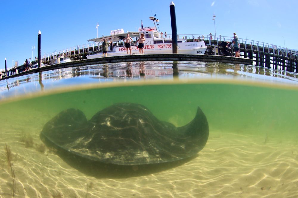 A Marine Mili series: The largest stingray in the world post image