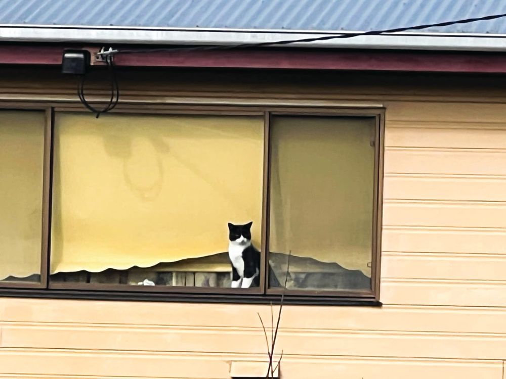 The paw-fect tenant? post image