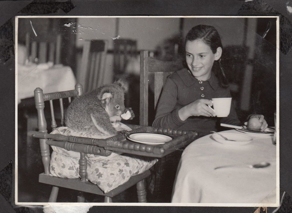 Edward: Australia’s most famous koala post image
