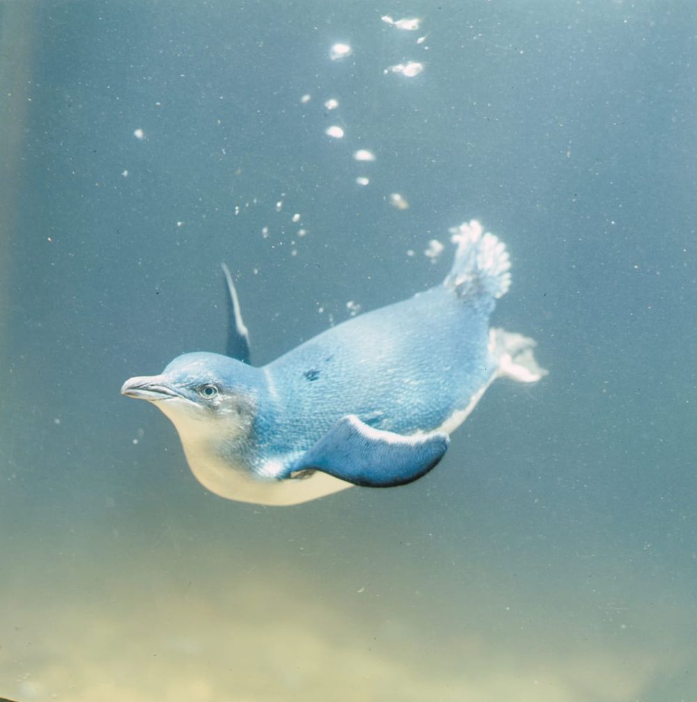 Little penguins face big risks post image