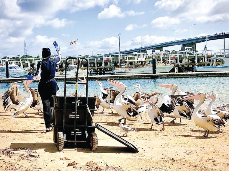 Fresh fish and hungry pelicans post image