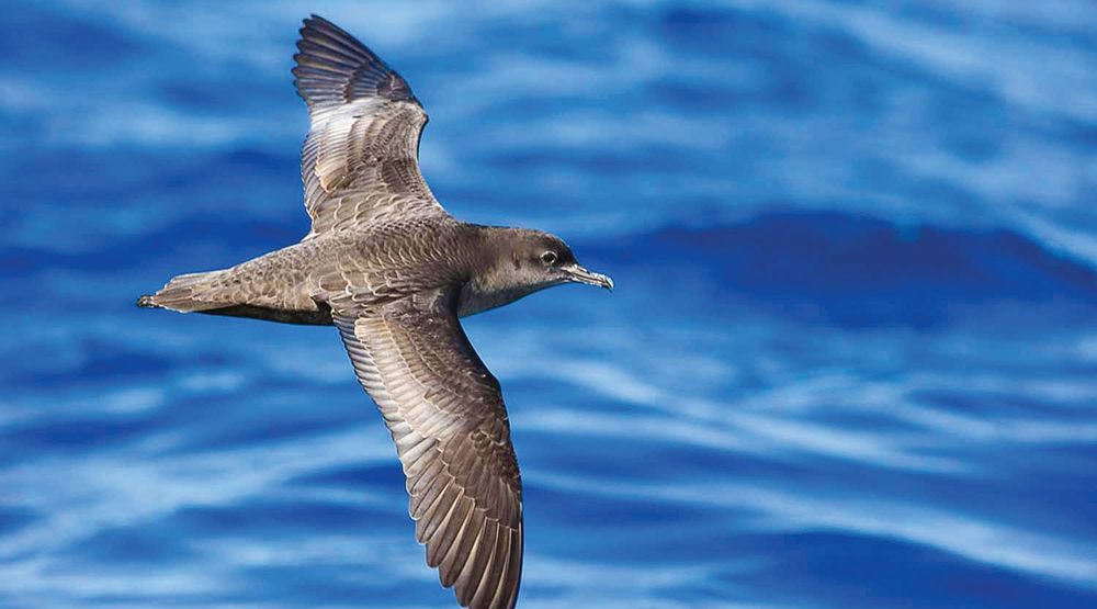 No signs of avian flu yet: PINP CEO post image