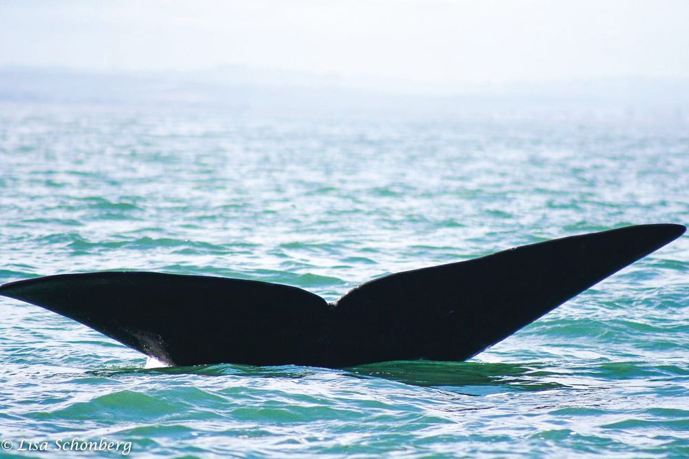 “Shonky maths” used to calculate whale collisions post image