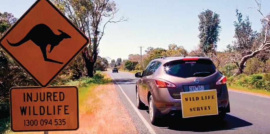 Rhyll Road: 600 road kills in 22 months post image