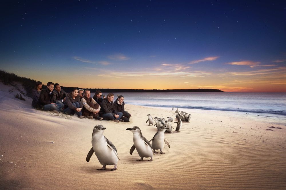 The penguins return post image