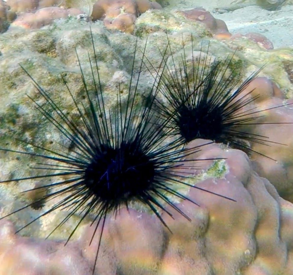 A Marine Mili series: The spiny guardian of the seafloor post image