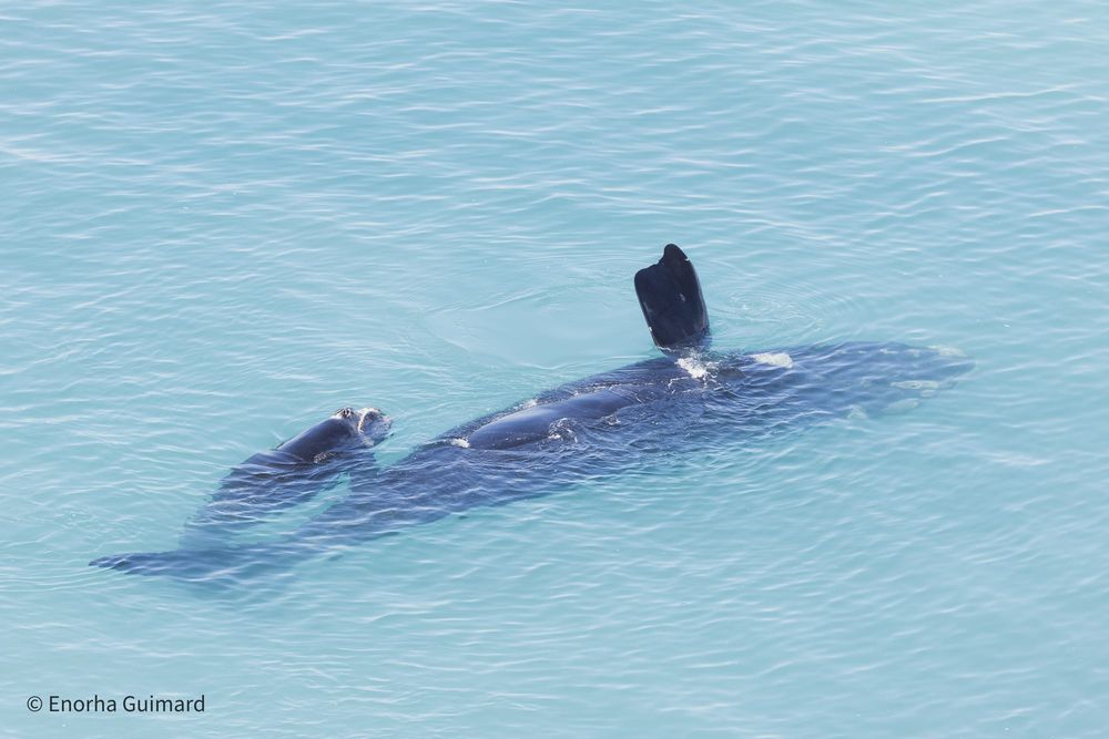 A Marine Mili series: What’s on that whale’s face? post image