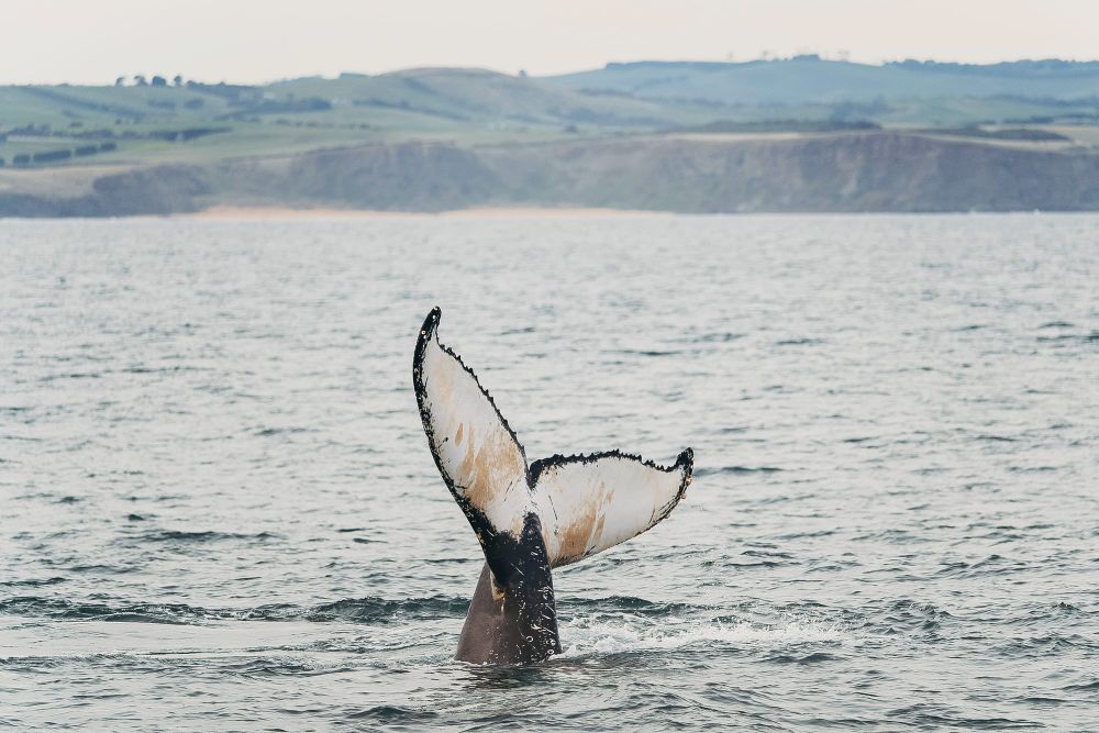 Have a whale of a time on Phillip Island post image