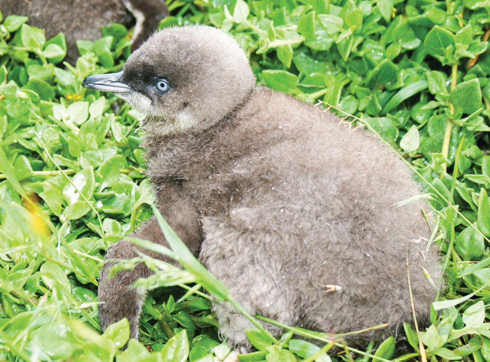 Our resilient little penguins post image
