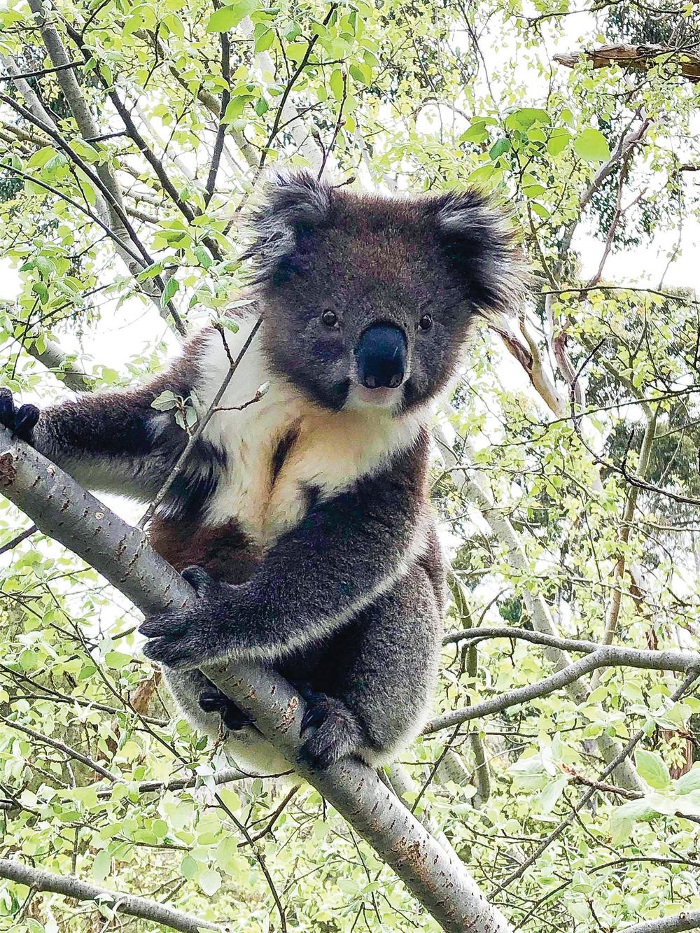 Koala call out post image