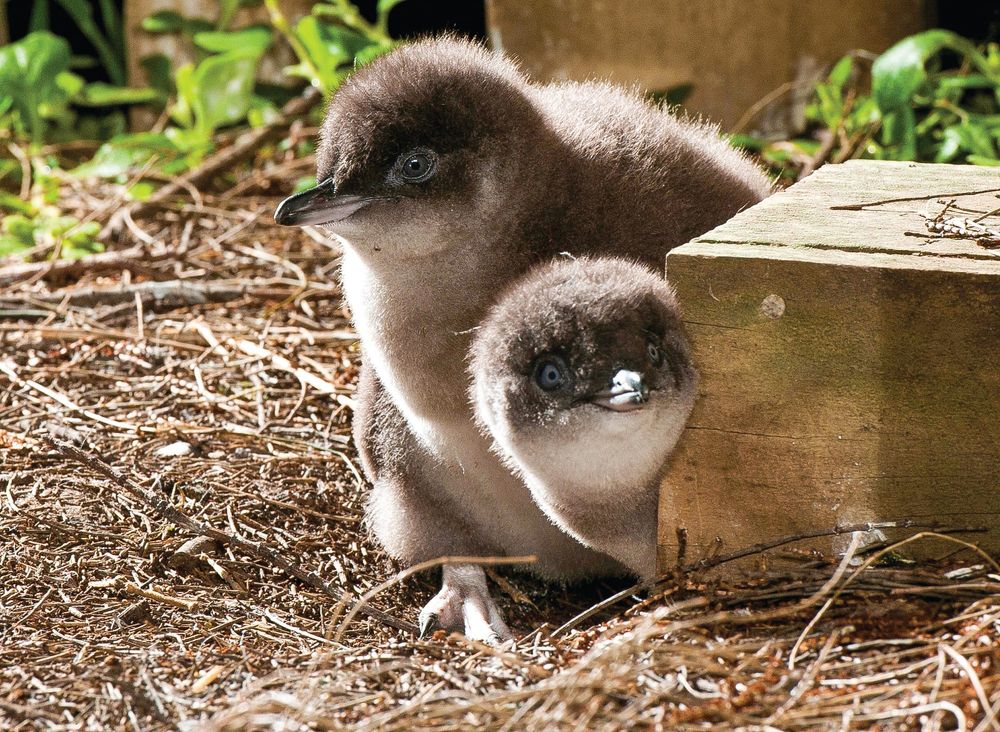 Nature Parks branching out to Melbourne? post image