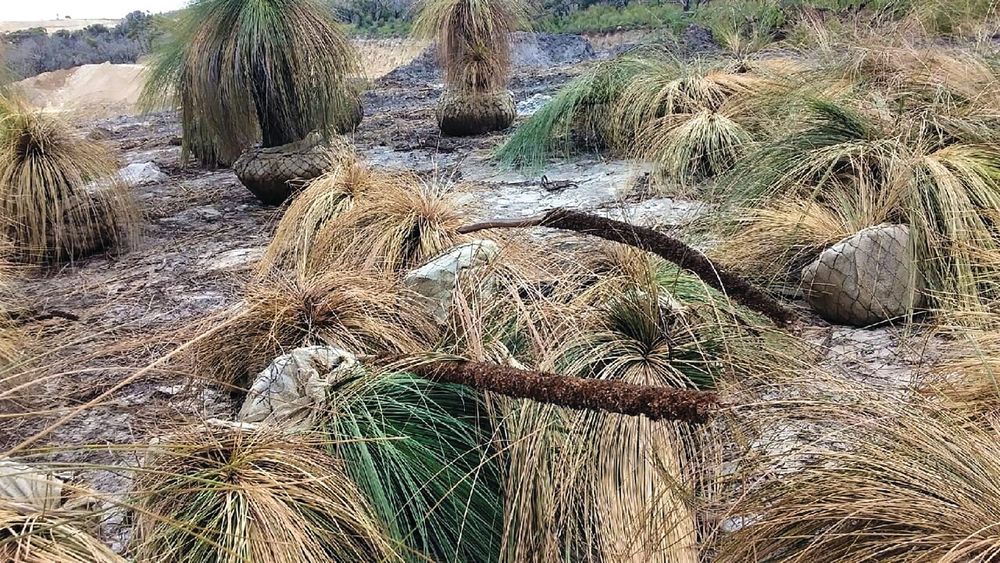 Quarry operator removed ancient trees legally: investigation post image