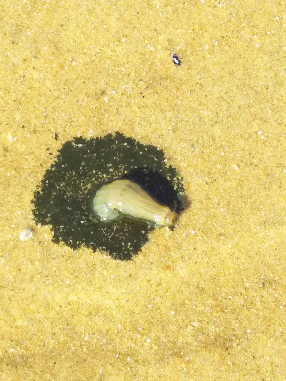 Weird blob found on beach post image