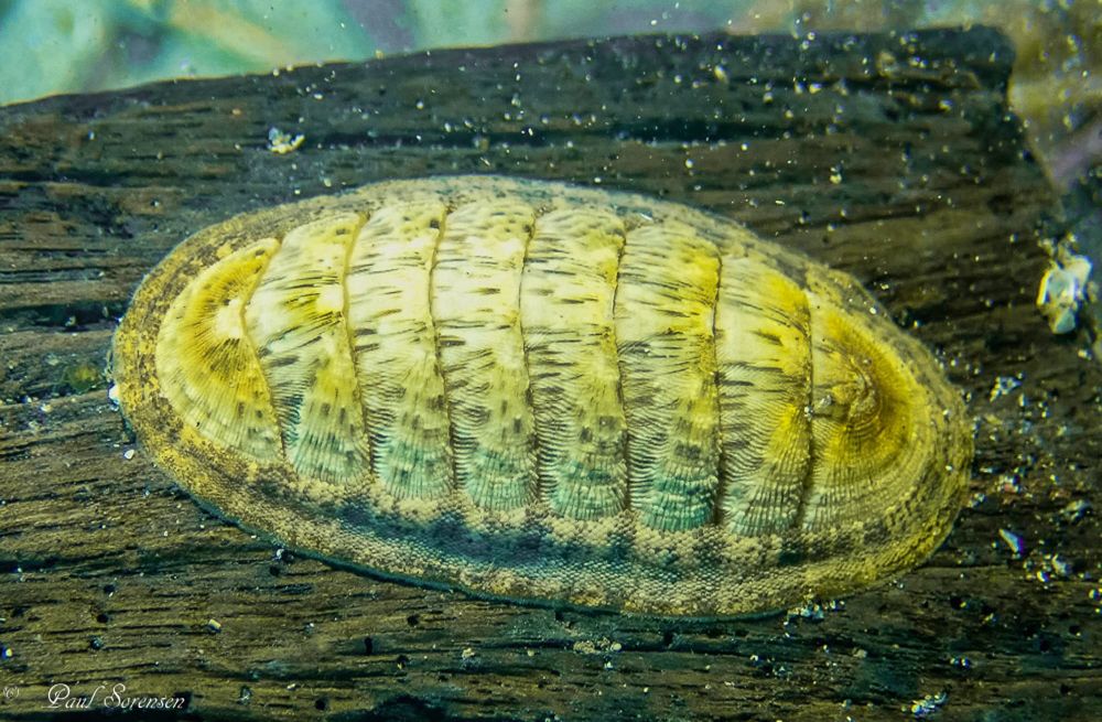 A Marine Mili series: Ancient armour of the sea post image