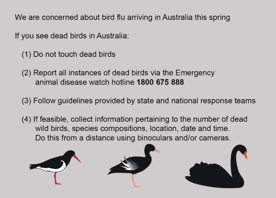 Bird flu concerns for Western Port post image
