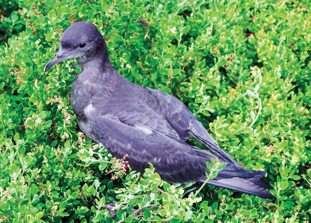Shearwater mystery solved post image