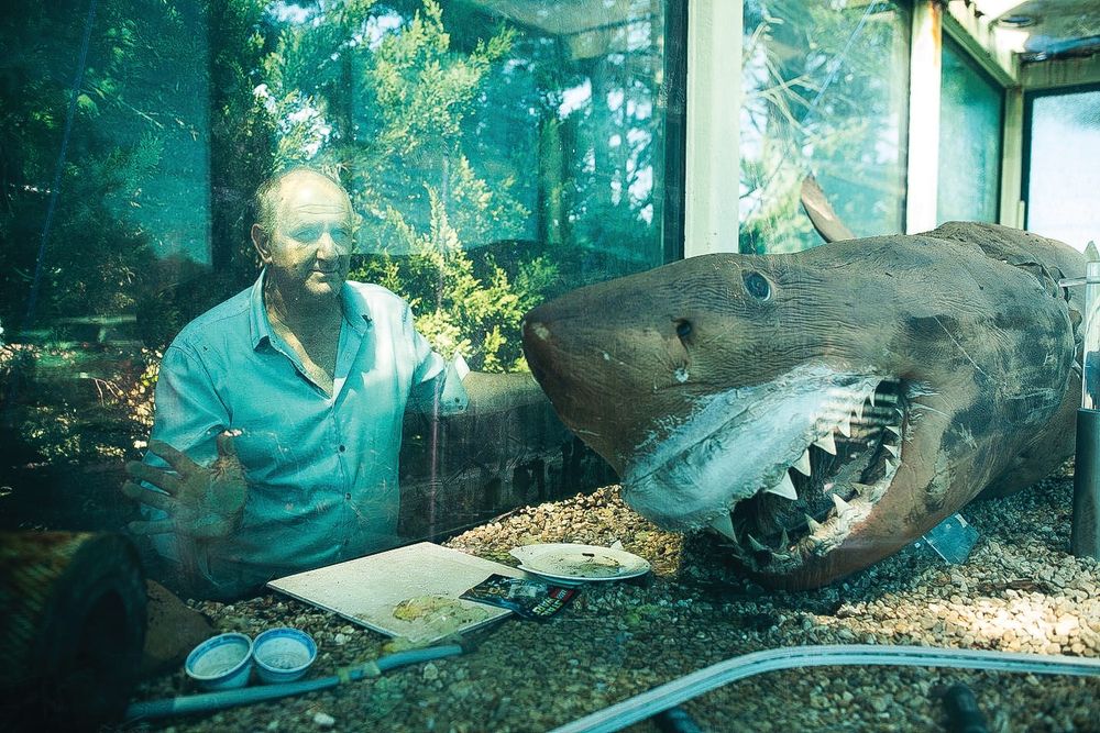 Tom goes into battle for Rosie the Shark post image