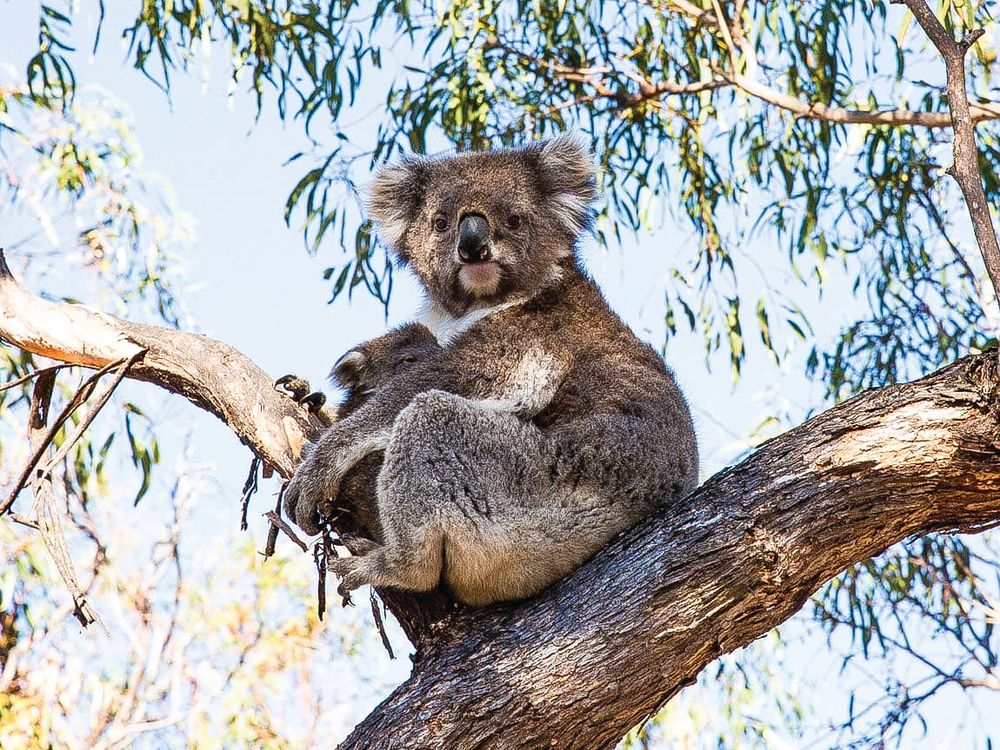 Koala numbers continued decline post image