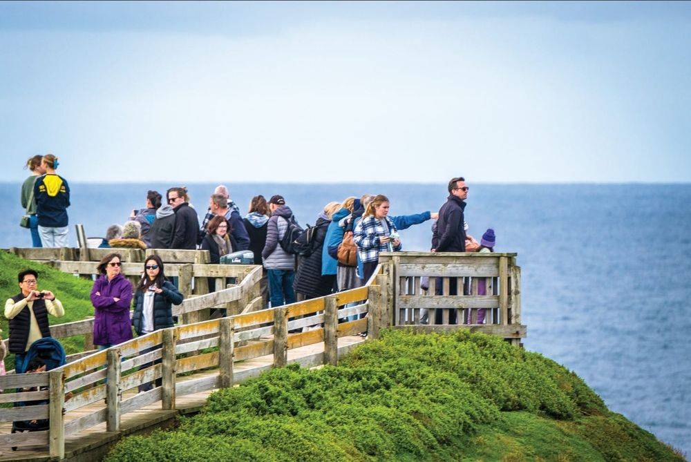 Have a whale of a time at this year’s festival post image