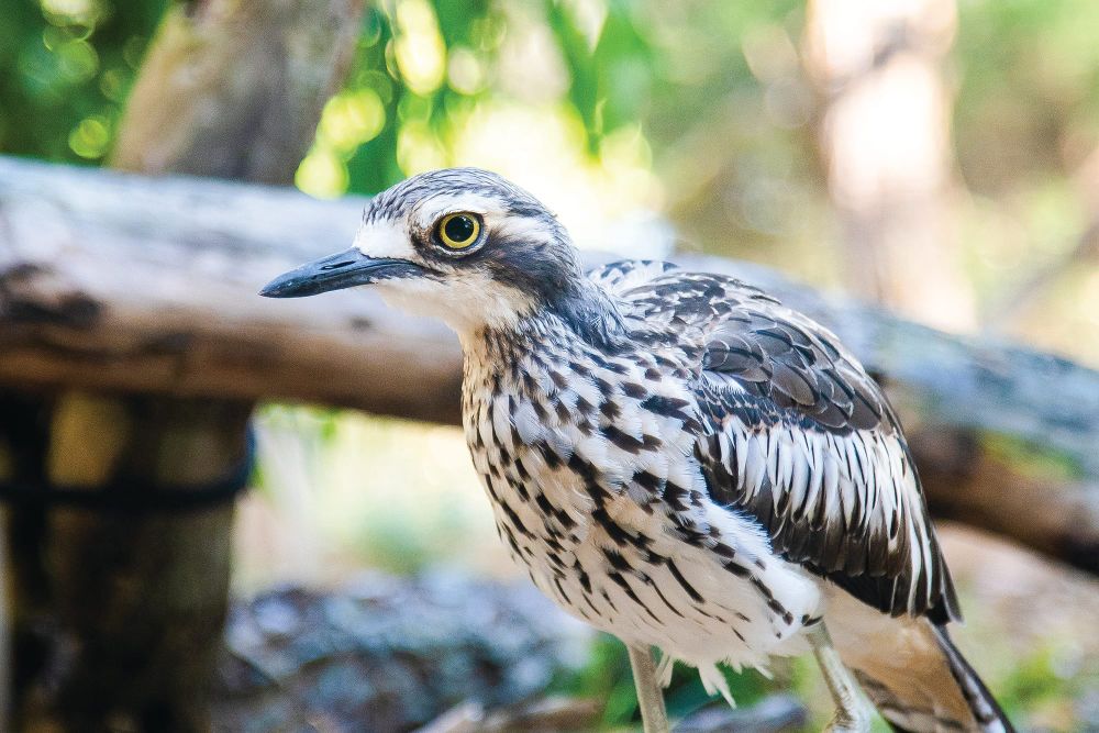 Community Information Session - Bush stone-curlews post image